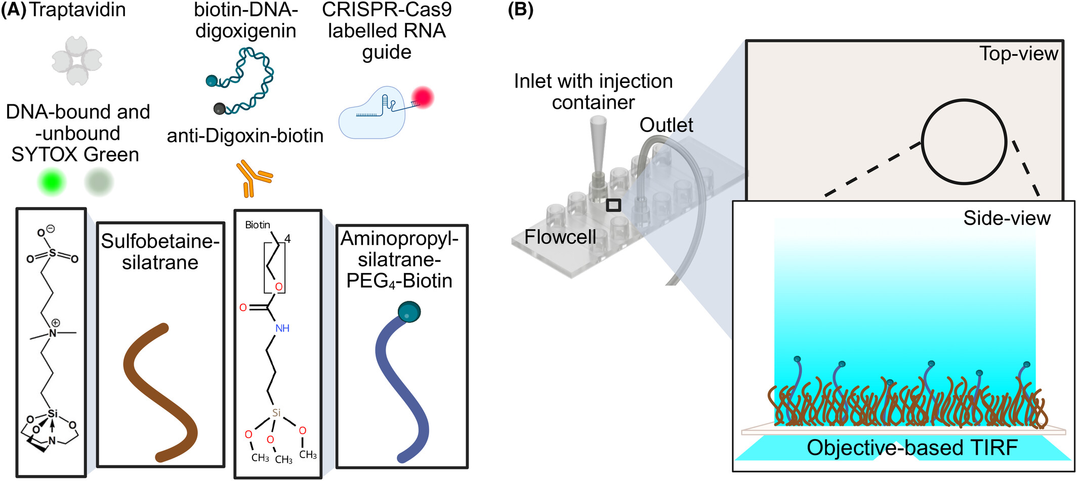 Schematics illustrating silatrane-based surface coating and other molecular tools for DNA-protein interactions studies using a DNA flow stretch assay.
